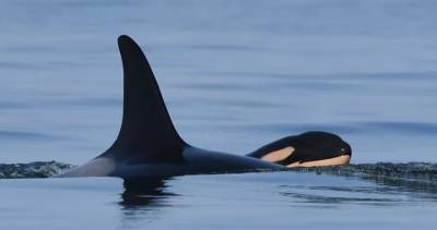 Endangered killer whale who carried dead calf for 17 days gives birth again - globalnews.ca - county San Juan