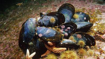 Ocean warming has seafloor species headed in the wrong direction - sciencemag.org