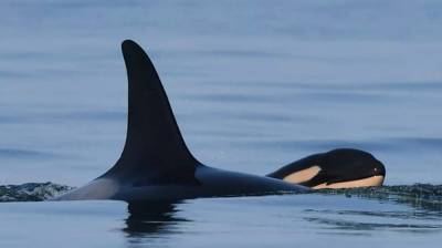 Killer whale who grieved dead calf is a mom again - clickorlando.com - county Island - Washington - city Vancouver, county Island