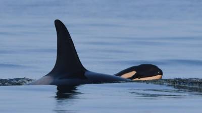 Orca who carried dead calf for 17 days in 'tour of grief' gives birth again - fox29.com - county Island - state Washington - city Vancouver, county Island