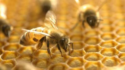 Honeybee venom destroyed breast cancer cells, study finds - fox29.com - Ireland - Australia