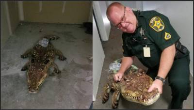 Winter Haven - ‘He says it’s big:’ Gator in Florida storage shed turns out to be pool floatie - clickorlando.com - state Florida - county Polk