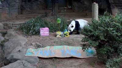 Zoo Atlanta throws birthday bash for 23-year-old giant panda Yang Yang - fox29.com - city Atlanta