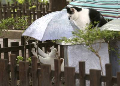 One Good Thing: Midnight Cafeteria feeds Taipei's stray cats - clickorlando.com - Taiwan - city Taipei