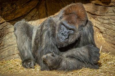 Gorillas test positive for coronavirus at San Diego Zoo Safari Park - foxnews.com - state California - county San Diego