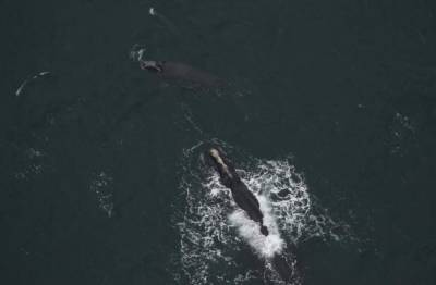 2 right whale calves spotted off coast of Northeast Florida - clickorlando.com - state Florida