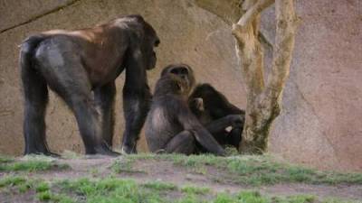 Coronavirus: Gorillas at San Diego Zoo test positive for COVID-19 - globalnews.ca - state California - county San Diego