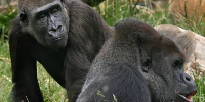 Two Gorillas at San Diego Zoo Test Positive For Coronavirus - justjared.com - county San Diego