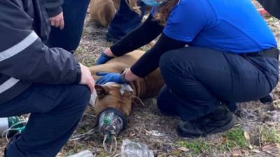Dogs rescued from Sumter County house fire - clickorlando.com - state Florida - county Sumter