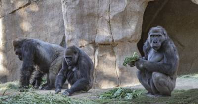 Gorillas at San Diego park test positive for coronavirus - globalnews.ca - Usa - county San Diego