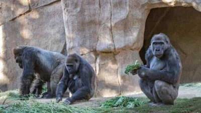 In a first, 2 Gorillas at San Diego zoo test positive for Covid-19 - livemint.com - India - county San Diego