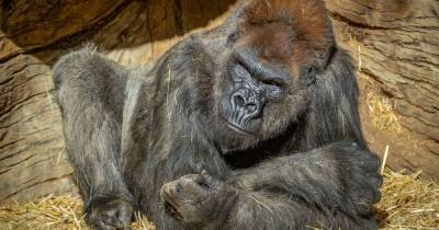 Gorillas have coronavirus and are coughing after 'catching it from safari park handler' - mirror.co.uk - county San Diego