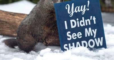 Nova Scotia - Groundhog Day in Nova Scotia goes virtual as a result of COVID-19 - globalnews.ca - county Day