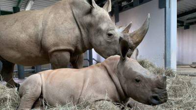 Meet Ranger, Animal Kingdom’s newest baby rhino - clickorlando.com