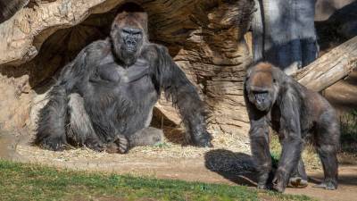 Captive gorillas test positive for coronavirus - sciencemag.org - county San Diego