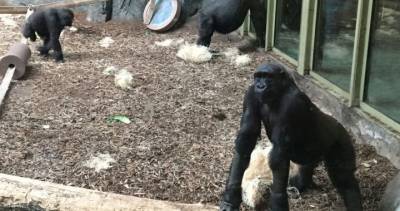 David Attenborough - COVID-19 cases among San Diego gorillas have keepers at Calgary Zoo watching animals ‘like a hawk’ - globalnews.ca - county San Diego