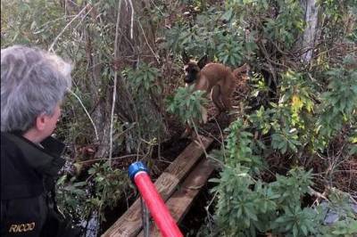 Officer rescues dog trapped from marsh area known to have gators - clickorlando.com - state Florida - county Lake - county Park