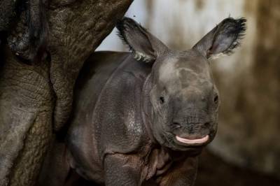 Endangered Indian rhinoceros baby is born in zoo in Poland - clickorlando.com - India - Poland - city Warsaw