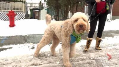 Coronavirus: Montreal groomer and pet owners up in arms over closures - globalnews.ca