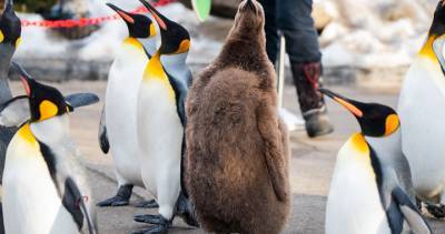 Calgary Zoo - Penguin walk returns to Calgary Zoo with COVID-19 precautions - globalnews.ca