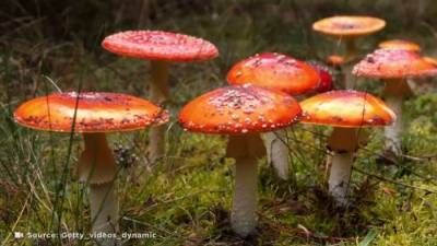 Magic mushrooms grew in man’s blood after he injected them as a tea - globalnews.ca