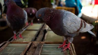 Racing pigeon that traveled 8,000 miles from Oregon to Australia set to be euthanized - fox29.com - Usa - Indonesia - Australia - city Canberra, Australia - state Oregon - city Jakarta, Indonesia