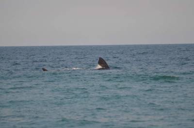 Can Trump - PHOTOS: Whale and calf spotted of South Melbourne Beach - clickorlando.com