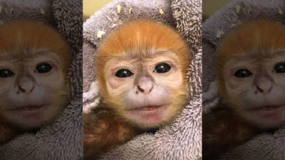 Philadelphia Zoo - 'Doing great': Philadelphia Zoo celebrates birth of endangered François' Leaf Monkey - fox29.com - Vietnam