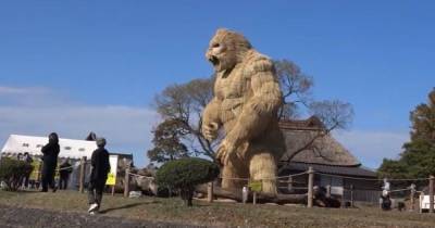 Town builds 23-foot giant gorilla from straw in desperate bid to scare off Covid - dailystar.co.uk - Japan