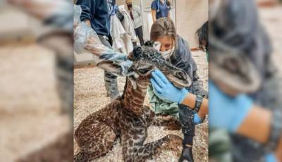 Baby giraffe dies at Tennessee zoo after it’s stepped on by mom - clickorlando.com - state Tennessee - city Nashville