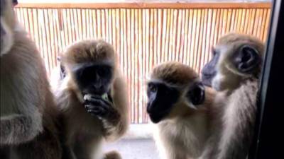 Rebekah Jones - Colony of ‘friendly’ wild vervet monkeys grows near Florida airport - clickorlando.com - state Florida - city Fort Lauderdale - city Hollywood - county Lauderdale