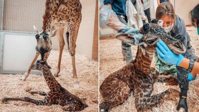 Newborn baby giraffe dies at Nashville zoo after being stepped on by her mother - fox29.com - state Tennessee - city Nashville, state Tennessee