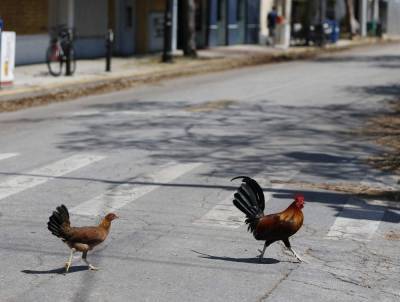Key West wants to ban people from feeding roaming chickens - clickorlando.com - France - county Monroe - Malta - county Charles