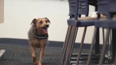 Dogs trained to detect COVID-19 will soon sniff out the virus at Florida Capitol - fox29.com - state Florida