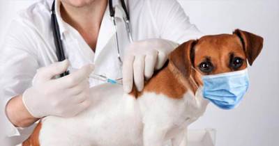 Cats and dogs may have to be vaccinated against Covid-19, scientists say - dailystar.co.uk - state Minnesota - Denmark