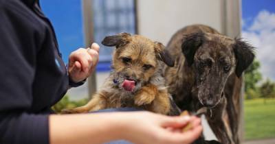 Covid vaccines for pets could be necessary in future - scientists say - manchestereveningnews.co.uk - state Minnesota - city Norwich