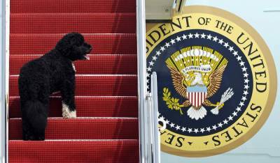 Joe Biden - Pets are back: Biden's 2 dogs settle in at White House - clickorlando.com - Germany - Washington - county White - state Delaware - county Major - city Wilmington, state Delaware