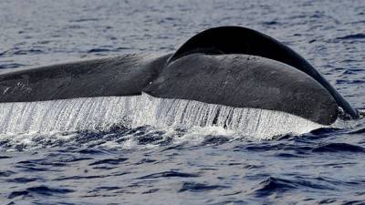Researchers discover new whale species in the Gulf of Mexico - fox29.com - Sri Lanka - Los Angeles - Mexico - county Gulf