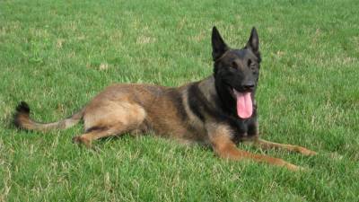 New Castle County police announce death of retired K9 Officer Diablo - fox29.com - state Delaware - county New Castle - Slovakia - Belgium