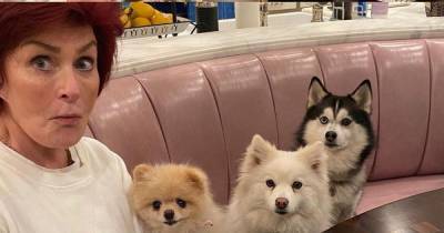 Sharon Osbourne - Sharon Osbourne dines with her pack of dogs after beating Covid - mirror.co.uk