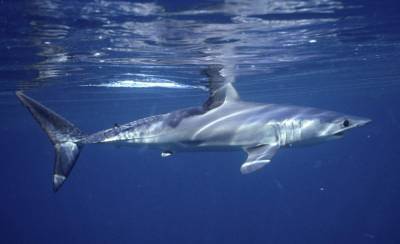 Empty seas: Oceanic shark populations dropped 71% since 1970 - clickorlando.com - Washington