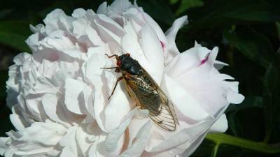 Brood X: Billions of cicadas set to emerge in eastern US after 17 years - fox29.com - Usa - state West Virginia - state Illinois - state New York - state Tennessee - area District Of Columbia - state Pennsylvania - state New Jersey - state Ohio - state Delaware - state Kentucky - state North Carolina - Washington, area District Of Columbia - state Virginia - state Maryland - state Indiana - state Michigan - state Georgia