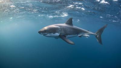 Global shark populations have declined more than 70% since 1970, researchers say - fox29.com - Washington