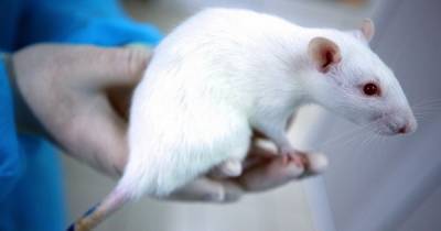 Giant 3ft rats trained to sniff out deadly viruses like Covid-19 that jump from animals to humans - dailystar.co.uk