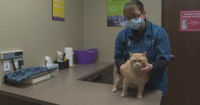 ‘Exhausted, overburdened and overwhelmed’: pandemic pet boom leaving veterinarians in short supply - globalnews.ca - Canada