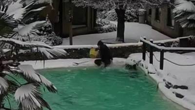 Zookeeper tumbles into penguin pool - fox29.com - Britain - county Garden