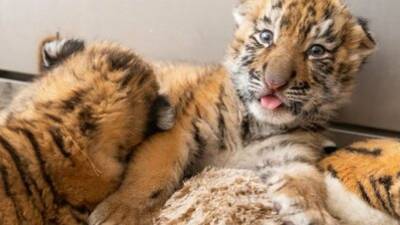 Cleveland zoo welcomes first birth of endangered tigers in 20 years - fox29.com