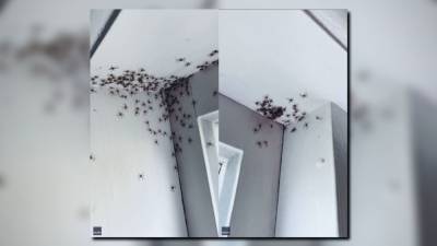 Viral photos show horde of spiders piled up on bedroom ceiling - fox29.com - Australia