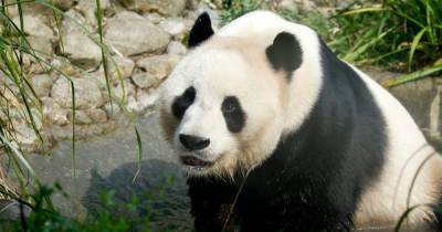 Edinburgh Zoo could lose its giant pandas next year due to coronavirus financial impact - dailyrecord.co.uk - China - Scotland