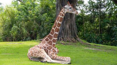Florida zoo euthanizes 12-year-old giraffe due to hoof issues - clickorlando.com - state Florida